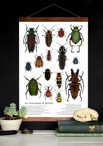 An Assortment of Beetles